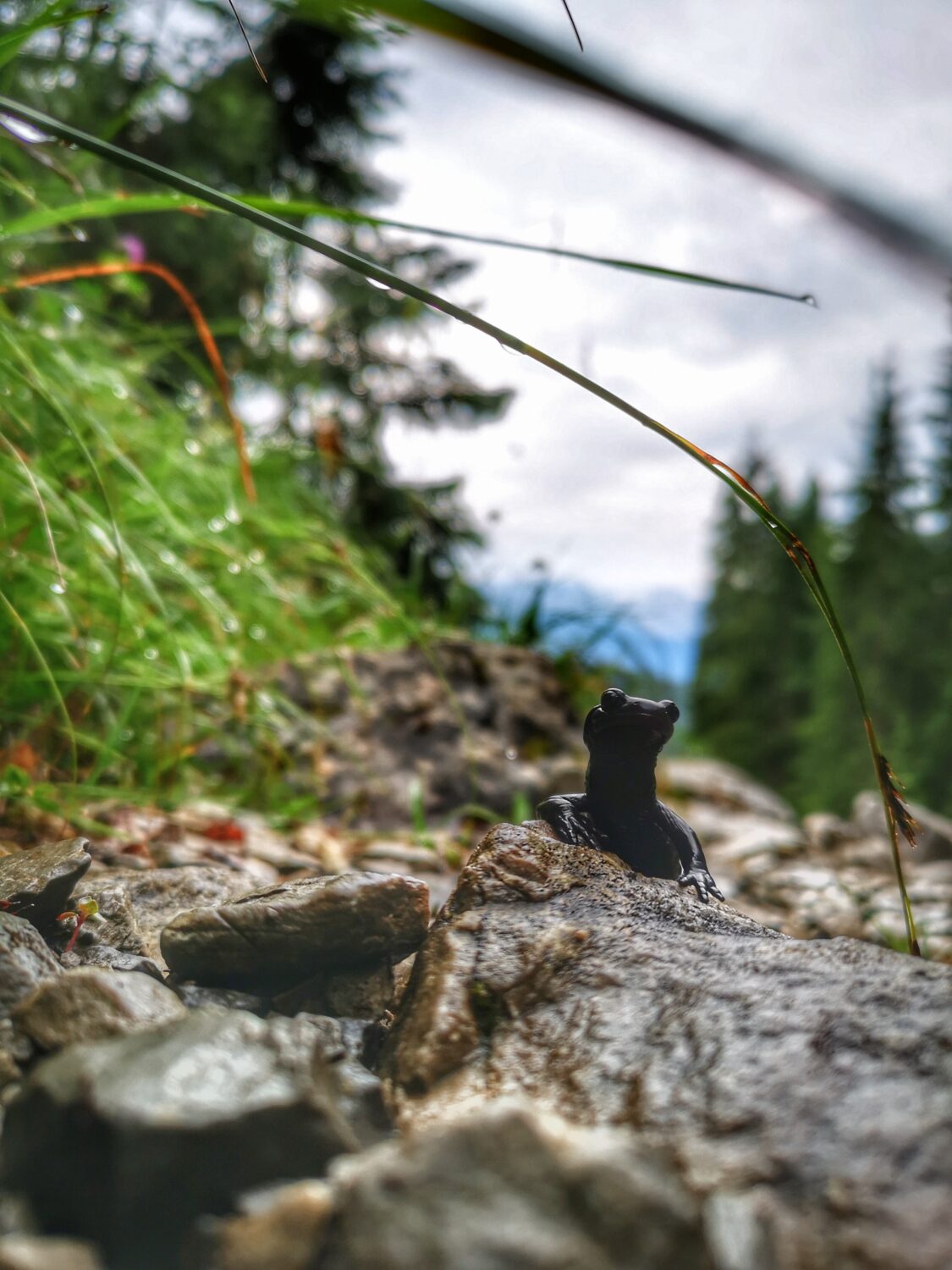 © Andreas Karner, Alpensalamander in der Alpenwelt Karwendel
