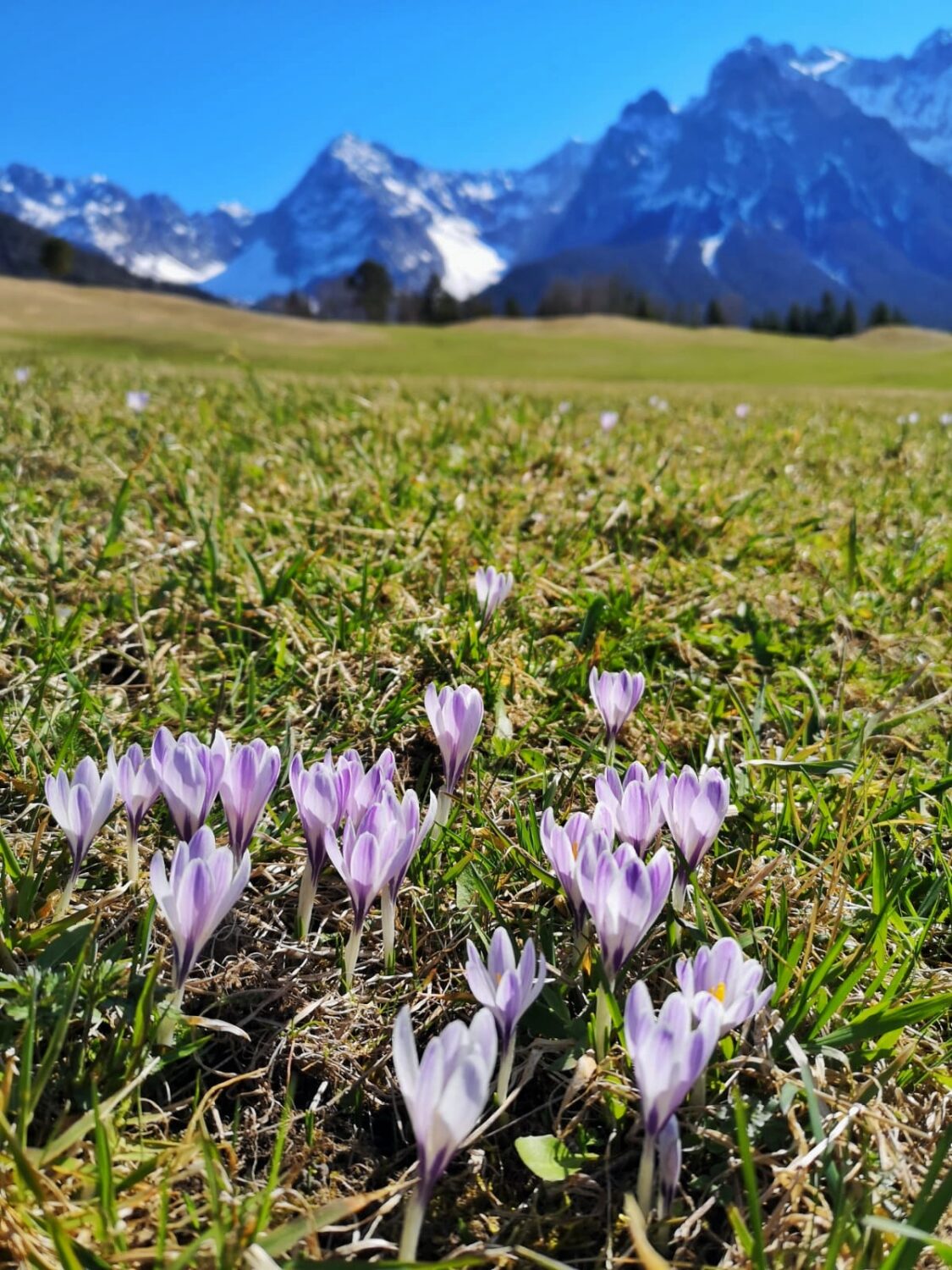 ©Social Media Team Alpenwelt Karwendel, Frühling an den Buckelwiesen bei Krün
